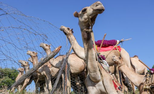 Украйна спасява камила, използвана от руски военни