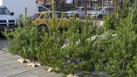 Най-търсеното дръвче за Коледа е сребрист смърч 