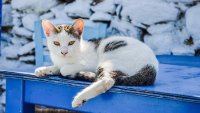 Гръцкият остров Сирос търси гледачи на котки: Работният ден е 5 часа, настаняването - безплатно