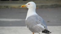 Бургаските гларуси нападат хора за храна