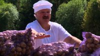Русия остана без картофи, Лукашенко започна да ги вади с голи ръце на полето СНИМКИ