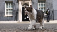 Какво се случва с котаракът Лари? 