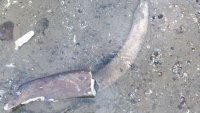 Откриха останки от мамут край русенското село Ряхово 