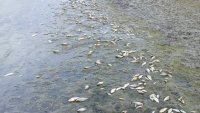 Екокатастрофа в язовир "Копринка", хиляди мъртви риби СНИМКИ