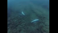 Сигнал за голям брой мъртви делфини по морето ни