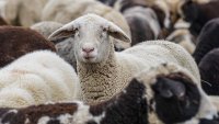БАБХ спря нерегламентиран превоз на овце от Гърция 