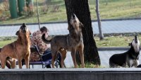 Шок и ужас в Казичене: Глутница бездомни кучета нападат хора и животни