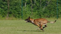 Куче нападна и нахапа осемгодишно момиче в парк в Стара Загора
