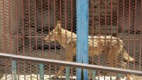 Диво животно обикаля Халкидики посред нощ: Жителите са разтревожени (ВИДЕО)