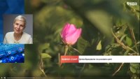 Защо българското розово масло губи позиции на световните пазари?