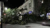 Дърво се разцепи и падна в пешеходния център на Русе 