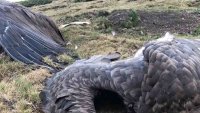 36-годишен призна за отравянето на лешоядите в Стара планина