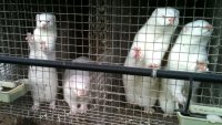 ВАС потвърди забраната за отглеждане на норки 