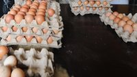 Откриха опасни за здравето вещества в яйца в Гърция