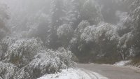 Снегът и паднали дървета затрудни движението по 