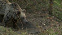 Бъдете внимателни: Мечка е забелязана в парк „Капинчо“ в Троян