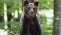 Мечка нападна мотоциклетист в Румъния, завлече го в гората
