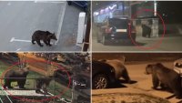 Изгладнели мечки завладяха села в Румъния
