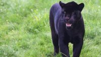 Два сигнала в Румъния: Черната пантера от България е видяна край Гюргево