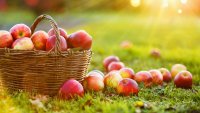 Вкусни есенни плодове за силен имунитет