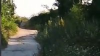 Поставят фотокапани за леопарда до жилищни райони