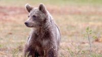 Мечка нахлу в осем къщи в Румъния, претърси и хладилник 