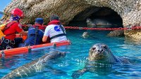 Средиземноморски морски тюлени окупираха пещера край Анталия