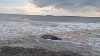 Описват щетите в “Елените”, за да се пристъпи към възстановяване