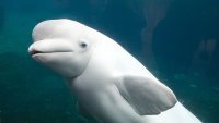 Канадски увеселителен парк ще евтанизира 30 кита, ако правителството не помогне финансово