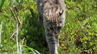 Котка оцеля при падане от 115 метра в САЩ