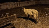 Сериозен скок на цената на млечните продукти в Гърция заради шарката
