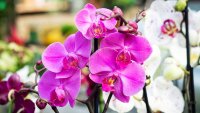 6 растения срещу негативна енергия