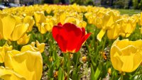 Слънцето се показва утре, градусите стигат до 16