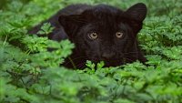 Заради шуменския леопард: Хотелиери искат компенсации 