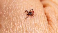 В България има ръст на заболяванията, предавани от кърлежи и комари