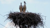 Полицията в Германия разследва жена, прогонила с дрон щъркели от гнездото им