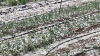 Градушка като орех удари севлиевски села, около Разград са без ток