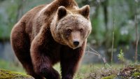 Започва преброяване на кафявите мечки  