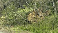 Мъж почина, затиснат от паднало дърво край село Извор махала