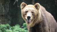 25 посегателства от мечки в Смолянско от началото на годината