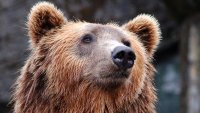 Мечката от Сопот изяде още едно агне от манастира 