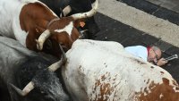 Мъж почина след надбягване с бикове във Франция 