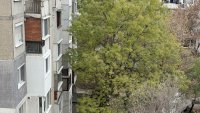 Сигналите ви: Опасни дървета в София, някои надничат в домове