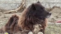 Бездомното куче Сара, което оцеля след потопа в "Елените"