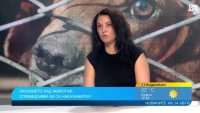 Случаите с насилие над животни зачестяват, наказания са по-тежки