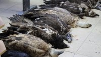 Съдът пусна обвинения за отравяне на осем лешояда под парична гаранция от 3000 евро 