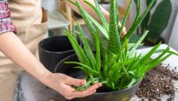 5 растения, които да отглеждате на перваза