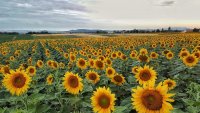 Краткотрайни валежи и температури около 27° ще ни разхладят утре