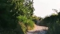 Появиха се кадри с пантерата, която кръстосва Шуменското плато ВИДЕО