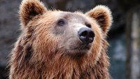 Мечка нахлу през триметрова ограда във ферма и разкъса 15 овце 